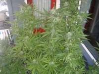 Oregon Green Seed Blue Snowdog - ein Foto von squatty