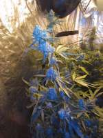 Organic Gardeners Funky Face OG - ein Foto von pacoboss