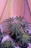 OriginSeeds Kushinator - ein Foto von Peacemaker