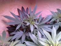 OriginSeeds Kushinator - ein Foto von Peacemaker