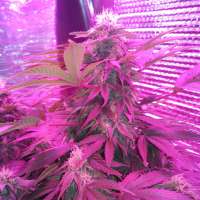 Original Sensible Seeds Black Destroyer - ein Foto von NeWcS