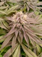 Original Sensible Seeds Bruce Banner #3 Fast - ein Foto von hanfieyruderalis