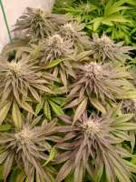 Original Sensible Seeds Bruce Banner #3 Fast - ein Foto von hanfieyruderalis