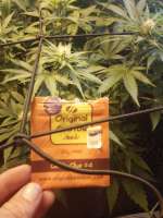 Original Sensible Seeds Gorilla Glue #4 - ein Foto von Benes