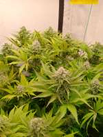 Original Sensible Seeds Pure Kush - ein Foto von hanfieyruderalis