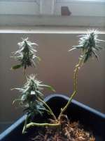 Paisa Grow Seeds Original Tangie - ein Foto von marijuana