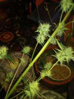 Paisa Grow Seeds Original Tangie - ein Foto von Marijuana