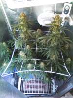 Paradise Seeds Auto Whiteberry - ein Foto von dbrn84