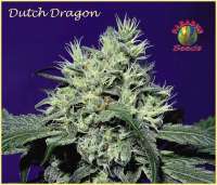 Bild von SativaFred (Dutch Dragon)