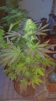 Paradise Seeds Dutch Kush - ein Foto von Rodja