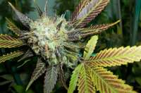 Paradise Seeds Lucid Bolt - ein Foto von MaxYield