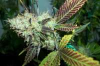 Paradise Seeds Lucid Bolt - ein Foto von MaxYield