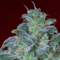 Bild von SativaFred (Magic Bud)