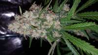 Bild von Pomdbg (Mendocino Skunk)