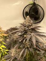 Paradise Seeds Sunset Paradise - ein Foto von SamanB