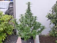 Bild von hemp47 (Sweet Purple)