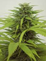 Paradise Seeds Swiss Bliss - ein Foto von Nomen20