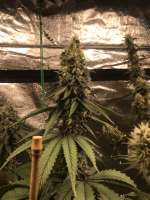 Patchwerk Genetics Shamir - ein Foto von Patchwerkgenetics