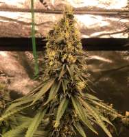 Patchwerk Genetics Shamir - ein Foto von Patchwerkgenetics