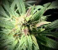 Paul N Chuck Seeds Kona Cookie OG - ein Foto von Paulnchuckseeds