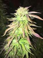 Bild von Cannanadian (Sweet Skunk)