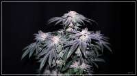 Perfect Tree Chantilly - ein Foto von scrog