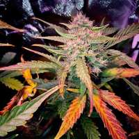 PEV Seeds Bank Piensa En Blueberry Auto - ein Foto von That7dsgye