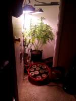 Pic for Piensa En Moby Dick Auto (PEV Seeds Bank)