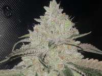 Bild von GrimsbyCannabisClub (Wedding Cake)