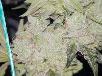 Bild von GrimsbyCannabisClub (Wedding Cake)