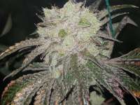 Pheno Finder Seeds Wedding Cake - ein Foto von GrimsbyCannabisClub