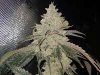 Bild von GrimsbyCannabisClub (Wedding Cake)