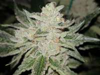 Bild von GrimsbyCannabisClub (Wedding Cake)