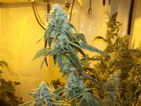 Philosopher Seeds Wifi 43 x Do-Si-Dos - ein Foto von smokydog