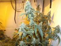 Philosopher Seeds Wifi 43 x Do-Si-Dos - ein Foto von smokydog