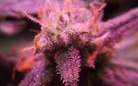 Phoenix Seeds White Widow Express - ein Foto von RunWIthIt