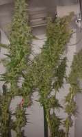 Plantamaster Seeds Sweet Tooth - ein Foto von ironman