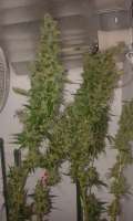 Plantamaster Seeds Sweet Tooth - ein Foto von ironman