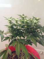 Positronics Caramelice - ein Foto von MedicalMattAK