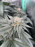 Prolific Coast Seeds LMNT 115 - ein Foto von Grolock