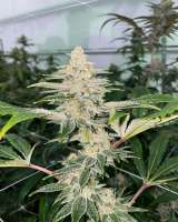 Prolific Coast Seeds Strudelset - ein Foto von turbo