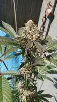 Pic for Blueberry Unicorn (Puget Sound Seeds)
