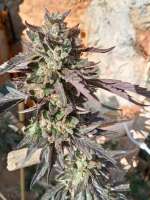 Purple City Genetics Cookies x Watermelon Zkittlez - ein Foto von ElZorro86