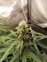 Pyramid Seeds Auto Anesthesia - ein Foto von SkunkMasterM