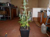 Bild von pippypops (Auto Northern Lights)