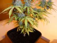 Bild von pippypops (Auto Northern Lights)