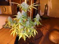 Bild von pippypops (Auto Northern Lights)