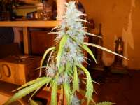 Bild von pippypops (Auto Northern Lights)