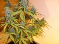 Bild von pippypops (Auto Northern Lights)