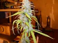 Bild von pippypops (Auto Northern Lights)